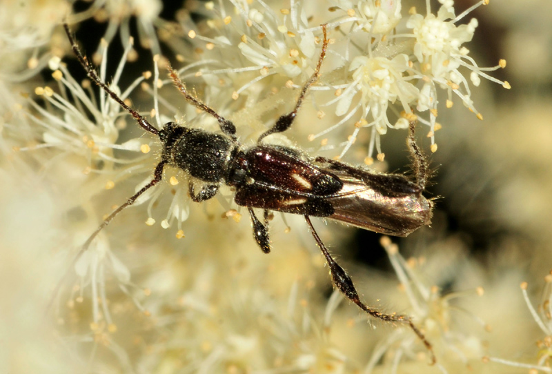 Cerambycidae: Molorchus minor